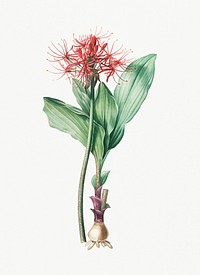 Vintage Illustration of Blood lily