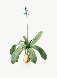 Vintage Illustration of Scilla Lilio hyacinthus