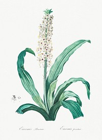 Eucomis punctata illustration from Les liliac&eacute;es (1805) by <a href="https://www.rawpixel.com/search/redoute?sort=curated&amp;page=1">Pierre-Joseph Redout&eacute;</a>. Original from New York Public Library. Digitally enhanced by rawpixel.