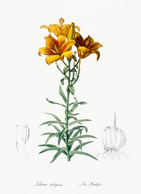 Fire lily illustration from Les liliac&eacute;es (1805) by <a href="https://www.rawpixel.com/search/redoute?sort=curated&amp;page=1">Pierre-Joseph Redout&eacute;</a>. Original from New York Public Library. Digitally enhanced by rawpixel.