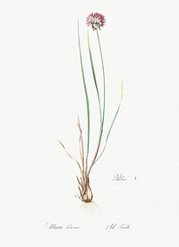 Allium foliosum illustration from Les liliac&eacute;es (1805) by Pierre Joseph Redout&eacute; (1759-1840). Original from New York Public Library. Digitally enhanced by rawpixel.