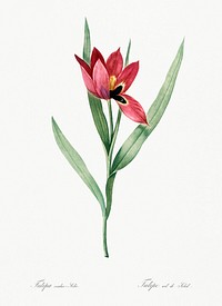 Tulipa oculus Colis illustration from Les liliac&eacute;es (1805) by <a href="https://www.rawpixel.com/search/redoute?sort=curated&amp;page=1">Pierre-Joseph Redout&eacute;</a>. Original from New York Public Library. Digitally enhanced by rawpixel.
