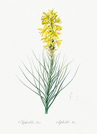 Yellow Asphodel illustration from Les liliac&eacute;es (1805) by <a href="https://www.rawpixel.com/search/redoute?sort=curated&amp;page=1">Pierre-Joseph Redout&eacute;</a>. Original from New York Public Library. Digitally enhanced by rawpixel.
