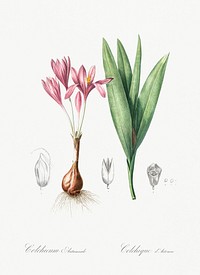 Autumn crocus illustration from Les liliac&eacute;es (1805) by <a href="https://www.rawpixel.com/search/redoute?sort=curated&amp;page=1">Pierre-Joseph Redout&eacute;</a>. Original from New York Public Library. Digitally enhanced by rawpixel.