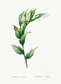 Treacleberry illustration from Les liliac&eacute;es (1805) by <a href="https://www.rawpixel.com/search/redoute?sort=curated&amp;page=1">Pierre-Joseph Redout&eacute;</a>. Original from New York Public Library. Digitally enhanced by rawpixel.