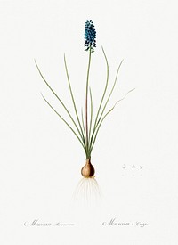 Grape hyacinth illustration from Les liliac&eacute;es (1805) by Pierre Joseph Redout&eacute; (1759-1840). Original from New York Public Library. Digitally enhanced by rawpixel.