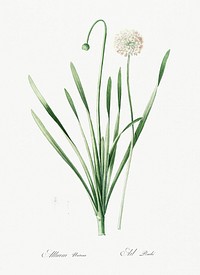 Blue chives illustration from Les liliac&eacute;es (1805) by Pierre-Joseph Redout&eacute;. Original from New York Public Library. Digitally enhanced by rawpixel.