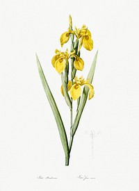 Irises illustration from Les liliac&eacute;es (1805) by <a href="https://www.rawpixel.com/search/redoute?sort=curated&amp;page=1">Pierre-Joseph Redout&eacute;</a>. Original from New York Public Library. Digitally enhanced by rawpixel.
