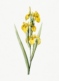 Vintage Illustration of Irises