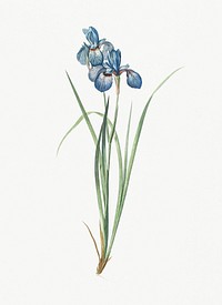 Vintage Illustration of Iris pratensis