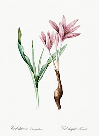Autumn crocus illustration from Les liliac&eacute;es (1805) by Pierre-Joseph Redout&eacute;. Original from New York Public Library. Digitally enhanced by rawpixel.
