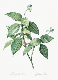 Tradescantia erecta illustration from Les liliac&eacute;es (1805) by <a href="https://www.rawpixel.com/search/redoute?sort=curated&amp;page=1">Pierre-Joseph Redout&eacute;</a>. Original from New York Public Library. Digitally enhanced by rawpixel.