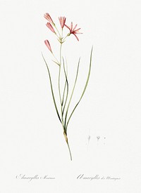 Amaryllis montana illustration from Les liliac&eacute;es (1805) by Pierre Joseph Redout&eacute; (1759-1840). Original from New York Public Library. Digitally enhanced by rawpixel.