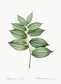 King Solomon's seal illustration from Les liliac&eacute;es (1805) by Pierre-Joseph Redout&eacute;. Original from New York Public Library. Digitally enhanced by rawpixel.
