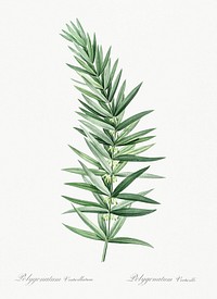 Whorled Solomon's seal illustration from Les liliac&eacute;es (1805) by Pierre-Joseph Redout&eacute;. Original from New York Public Library. Digitally enhanced by rawpixel.