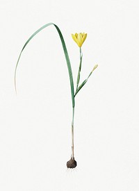 Vintage Illustration of Cape tulip