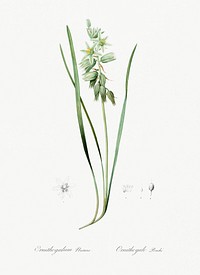 Drooping star-of-bethlehem illustration from Les liliac&eacute;es (1805) by Pierre Joseph Redout&eacute; (1759-1840). Original from New York Public Library. Digitally enhanced by rawpixel.
