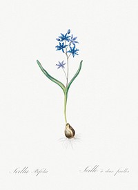Alpine squill illustration from Les liliac&eacute;es (1805) by Pierre Joseph Redout&eacute; (1759-1840). Original from New York Public Library. Digitally enhanced by rawpixel.