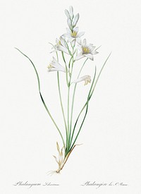 Paradise lily illustration from Les liliac&eacute;es (1805) by Pierre Joseph Redout&eacute; (1759-1840). Original from New York Public Library. Digitally enhanced by rawpixel.