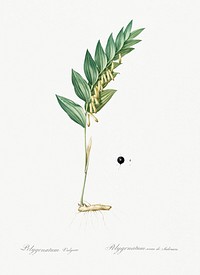 Angular solomon&#39;s seal illustration from Les liliac&eacute;es (1805) by Pierre Joseph Redout&eacute; (1759-1840). Original from New York Public Library. Digitally enhanced by rawpixel.