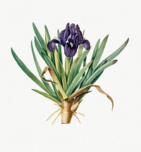 Vintage Illustration of Pygmy iris