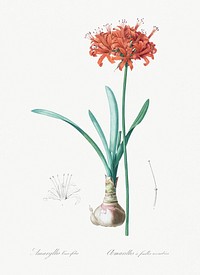 Guernsey lily illustration from Les liliac&eacute;es (1805) by <a href="https://www.rawpixel.com/search/redoute?sort=curated&amp;page=1">Pierre-Joseph Redout&eacute;</a>. Original from New York Public Library. Digitally enhanced by rawpixel.