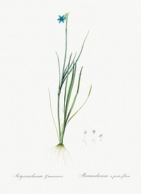 Narrow-leaf blue-eyed-grass illustration from Les liliac&eacute;es (1805) by Pierre Joseph Redout&eacute; (1759-1840). Original from New York Public Library. Digitally enhanced by rawpixel.