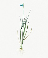 Vintage Illustration of Narrow-leaf blue-eyed-grass