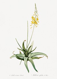 Bulbine illustration from Les liliac&eacute;es (1805) by Pierre Joseph Redout&eacute; (1759-1840). Original from New York Public Library. Digitally enhanced by rawpixel.