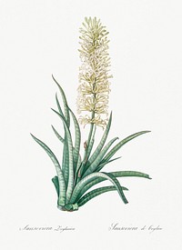 Snake plant illustration from Les liliac&eacute;es (1805) by <a href="https://www.rawpixel.com/search/redoute?sort=curated&amp;page=1">Pierre-Joseph Redout&eacute;</a>. Original from New York Public Library. Digitally enhanced by rawpixel.
