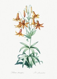 Canada lily illustration from Les liliac&eacute;es (1805) by <a href="https://www.rawpixel.com/search/redoute?sort=curated&amp;page=1">Pierre-Joseph Redout&eacute;</a>. Original from New York Public Library. Digitally enhanced by rawpixel.
