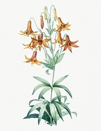 Vintage Illustration of Canada lily