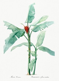 Scarlet banana illustration from Les liliac&eacute;es (1805) by <a href="https://www.rawpixel.com/search/redoute?sort=curated&amp;page=1">Pierre-Joseph Redout&eacute;</a>. Original from New York Public Library. Digitally enhanced by rawpixel.