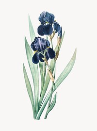 Vintage Illustration of German iris