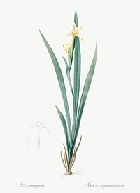 Yellow banded iris illustration from Les liliac&eacute;es (1805) by Pierre Joseph Redout&eacute; (1759-1840). Original from New York Public Library. Digitally enhanced by rawpixel.