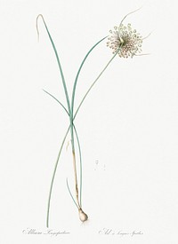 Pale garlic illustration from Les liliac&eacute;es (1805) by Pierre Joseph Redout&eacute; (1759-1840). Original from New York Public Library. Digitally enhanced by rawpixel.