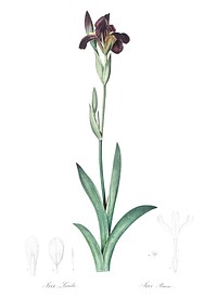 Dingy flag iris illustration from Les liliac&eacute;es (1805) by Pierre Joseph Redout&eacute; (1759-1840). Original from New York Public Library. Digitally enhanced by rawpixel.