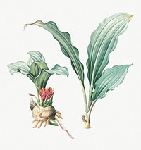 Vintage Illustration of Paintbrush lily