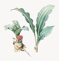 Vintage Illustration of Paintbrush lily