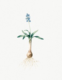 Vintage Illustration of Scilla lingulata