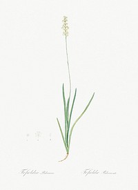 Tofield's asphodel illustration from Les liliac&eacute;es (1805) by Pierre Joseph Redout&eacute; (1759-1840). Original from New York Public Library. Digitally enhanced by rawpixel.