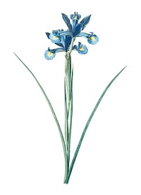 Vintage Illustration of Spanish iris