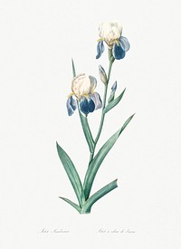 Elder scented iris illustration from Les liliac&eacute;es (1805) by Pierre-Joseph Redout&eacute;. Original from New York Public Library. Digitally enhanced by rawpixel.