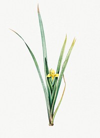Vintage Illustration of Yellow iris