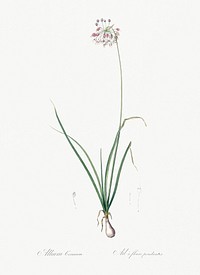 Nodding onion illustration from Les liliac&eacute;es (1805) by Pierre Joseph Redout&eacute; (1759-1840). Original from New York Public Library. Digitally enhanced by rawpixel.