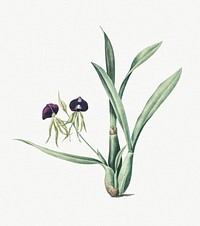 Vintage Illustration of Clamshell orchid