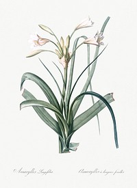 Malgas lily illustration from Les liliac&eacute;es (1805) by <a href="https://www.rawpixel.com/search/redoute?sort=curated&amp;page=1">Pierre-Joseph Redout&eacute;</a>. Original from New York Public Library. Digitally enhanced by rawpixel.
