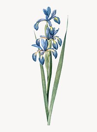 Vintage Illustration of Blue iris