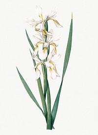 Vintage Illustration of Yellow banded iris