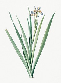 Vintage Illustration of Stinking iris